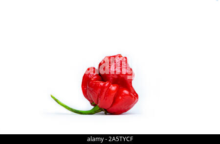 Photo of a Trinidad Moruga Scorpion (Capsicum chinense). Fresh red hot chili pepper isolated on white background. Stock Photo