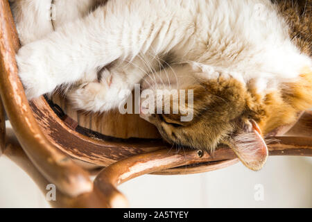 Close up high angle view of a beautiful calico cat enjoying sleep on a reversed rustic chair with some copy space. Stock Photo