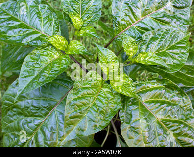 Photo of a Trinidad Moruga Scorpion (Capsicum chinense) chili pepper plant. New green leaves on the top. Closeup photo. Stock Photo