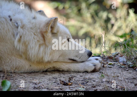 White Arctic Wolf Canis Lupus Arctos Resting in the Forest Stock Photo