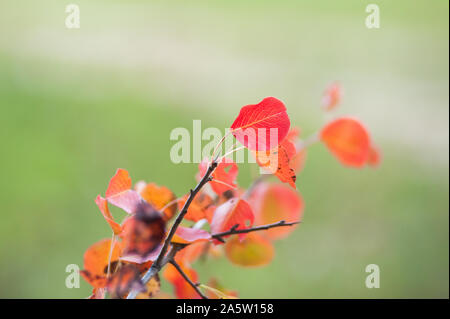 Branch of red autumn grapes leaves. Parthenocissus quinquefolia foliage. Isolated on white background Stock Photo