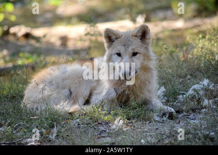 Young White Arctic Wolf Canis Lupus Arctos Lying in the Forest Stock Photo