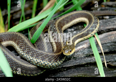 Eastern Garter Snake on Log Stock Photo