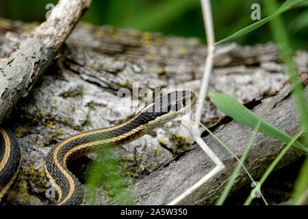 Eastern Garter Snake on Log Stock Photo