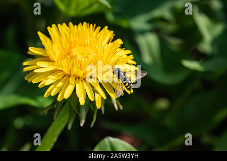 Hoverfly on Dandelion Flower in Springtime Stock Photo