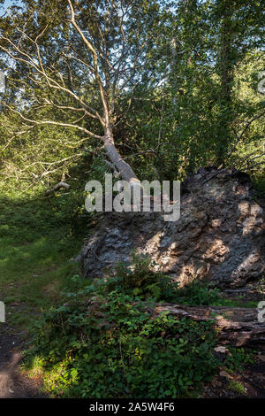 A Beech tree Fagus sylvatica blown over in high winds in Tehidy Country Park in Cornwall. Stock Photo