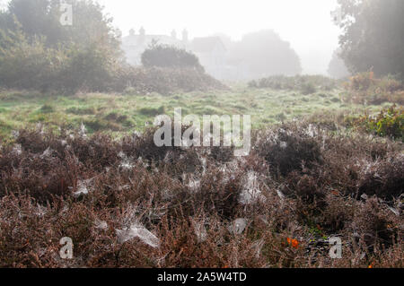 Mutliable spiders webs backlit with the Autumn morning sunshine on small shrubs. Southborough Common, Tunbridge Wells, Kent. Stock Photo