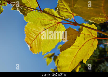 Vibrant yellow tree leaves basking in the Autumn sun.