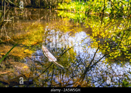 Bird's feather with dew drop floating in a woodland lake Stock Photo