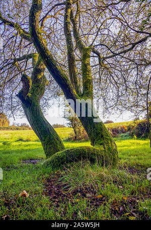 Moss covered twisted tree trunks on edge of wooded cops on Ditchling Common UK