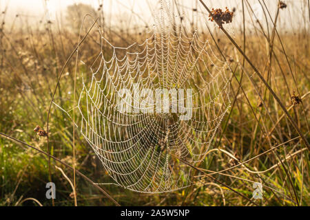 Morning dew hanging from an orb web in the long grass on Ditchling Common UK Stock Photo