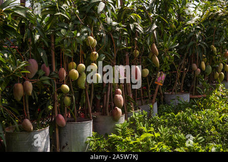 A beautiful Mango hanging on the mango tree. This is a delicious fruit. Mango is very dear to all the people of the world. Stock Photo