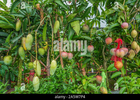 A beautiful Mango hanging on the mango tree. This is a delicious fruit. Mango is very dear to all the people of the world. Stock Photo