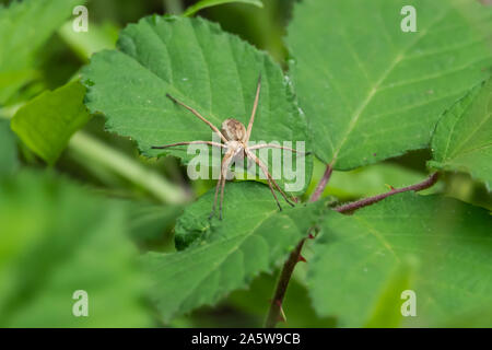 European Nursery Web Spider on Leaf in Springtime Stock Photo