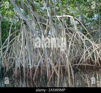 Celestun, Yucatan, Mexico - December 18, 2005: Inside the mangrove Stock Photo