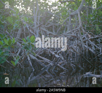 Celestun, Yucatan, Mexico - December 18, 2005: Inside the mangrove Stock Photo