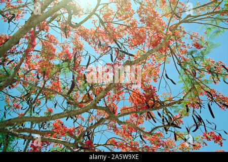 Merida, Yucatan, Mexico: Flamboyan (Delonix regia) tree detail Stock Photo