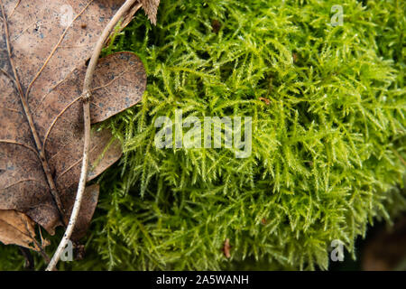 Feather Moss Growing in Winter Stock Photo