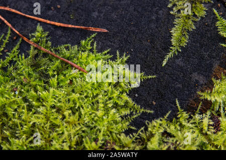 Feather Moss Growing in Winter Stock Photo