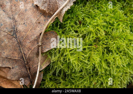Feather Moss Growing in Winter Stock Photo