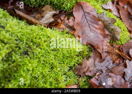 Feather Moss Growing in Winter Stock Photo