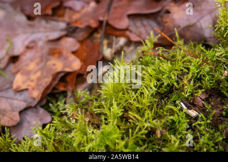 Feather Moss Growing in Winter Stock Photo