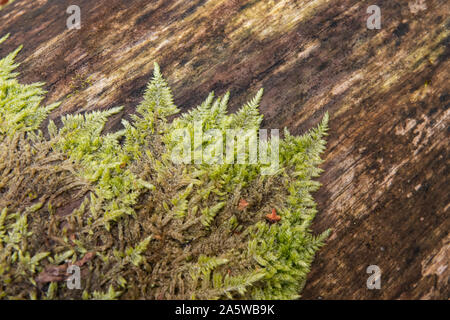 Fern Moss Growing in Winter Stock Photo