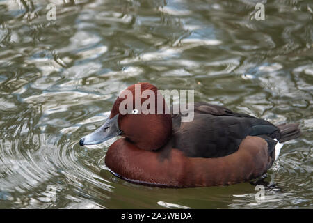 Ferruginous Duck in Pond in Winter Stock Photo