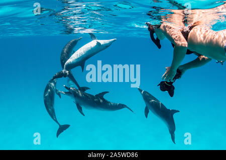 A woman snorkeling watches a pod of Atlantic Spotted Dolphins (Stenella frontalis) playing in Bimini, Bahamas. Stock Photo