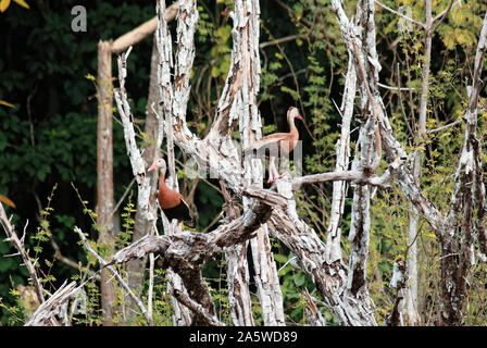 Campeche, Mexico - November 17, 2014: Two Black-bellied whistling ducks on a tree branch Stock Photo