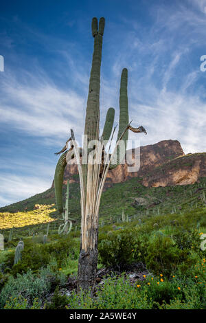 A saguaro rises from the 'ashes' of a dead saguaro skeleton at Picacho Peak State Park in Arizona. Stock Photo