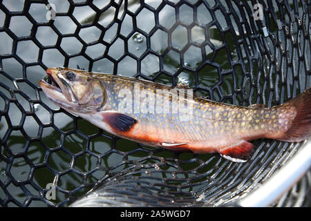 Male brook trout with spawning colors in a landing net Stock Photo