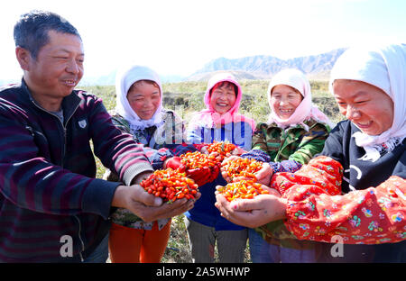 Gansu, Gansu, China. 23rd Oct, 2019. GansuÃ¯Â¼Å'CHINA-On October 22, 2019, farmers were drying and harvesting Lycium barbarum in the ''Poverty Alleviation Workshop'' of Miaojiabu Village, Anyang Township, Ganzhou District, Zhangye, Gansu Province. In recent days, Miao Jiabu Village, Anyang Township, Zhangye Ganzhou District, Gansu Province, located in the northern foot of Qilian Mountain, Gansu Province, planted 2000 mu of organic Lycium barbarum on the sloping land without pollution under Qilian Mountains. At present, organic Lycium barbarum has achieved a bumper harvest in the seventh ha Stock Photo