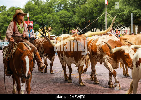 Fort Worth, Texas - June 19, 2017: A herd of longhorn cattle parading through the Fort Worth Stockyards accompanied by cowboys on horseback Stock Photo