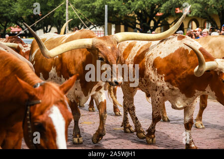 Longhorn Cattle Drive at the stockyards of Fort Worth, Texas, USA Stock Photo