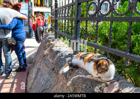 A calico cat sleeps on a rocky gated wall as tourists enjoy a sunny day in the Galata district of Istanbul, Turkey Stock Photo