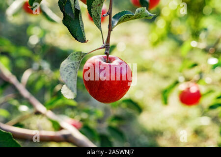 Beautiful tasty red apple on branch of apple tree in orchard, harvesting. Autumn harvest in the garden outside. Village, rustic style. Stock Photo