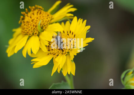 Flesh Fly on Golden Crownbeard Flower Stock Photo