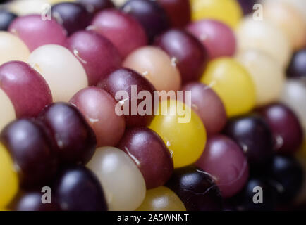 Closeup of Multicolored Flint aka Indian Corn on the Cob Stock Photo