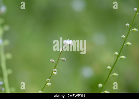Forget Me Not Flowers in Bloom in Springtime Stock Photo