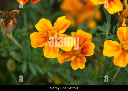French Marigold Flowers in Bloom Stock Photo