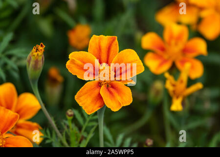 French Marigold Flowers in Bloom Stock Photo