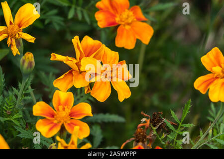 French Marigold Flowers in Bloom Stock Photo