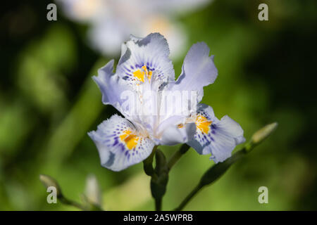 Fringed Iris Flower in Bloom in Springtime Stock Photo