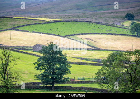 Sheep grazing in a field, Hawes, Yorkshire, UK Stock Photo