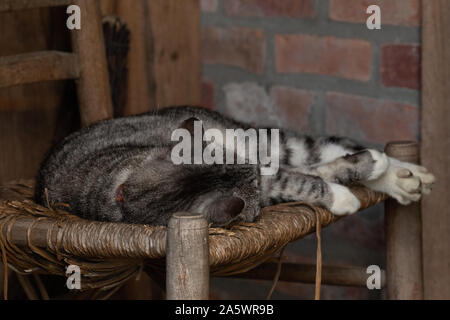 sleeping gray striped cat on a rustic chair with a brick wall background Stock Photo