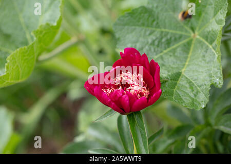 'Sword Dance' Common garden peony, Luktpion (Paeonia lactiflora)