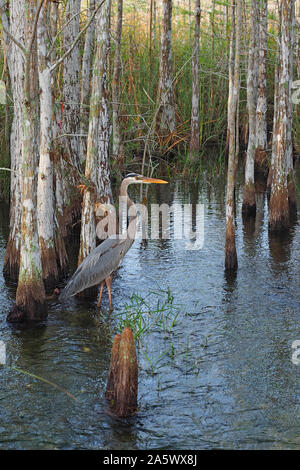 Great Blue Heron, Ardea herodias, wading among Cypress Trees in Everglades National Park, Florida in early spring. Stock Photo