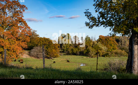 Stunning Fall colours on a drive in Rural SW Ontario Stock Photo