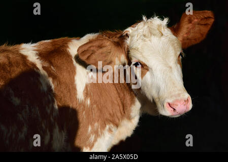 Close-up and portrait of a brown-and-white-spotted calf in front of a dark background Stock Photo